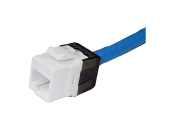 Nhân mạng Cat6 LS